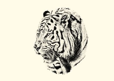 Tiger portrait