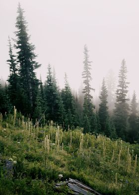 Foggy Green Forest