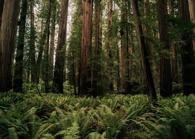 Redwood Forest