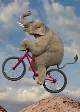 elephant cycling