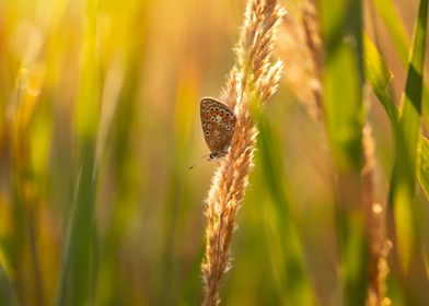 Meadow