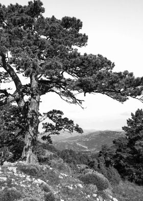 Black and white tree calm