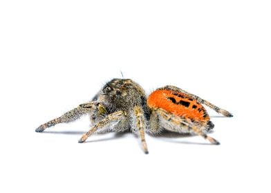 Phidippus jumping spider