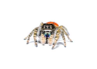 Phidippus jumping spider