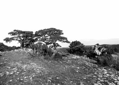 Black and white trees calm