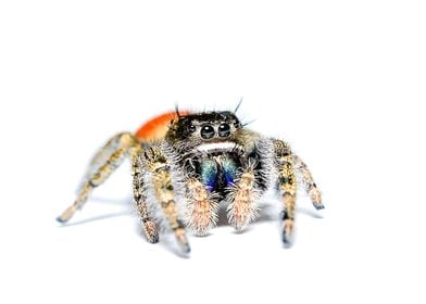 Phidippus jumping spider