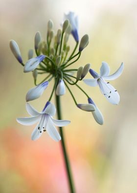 White flowers