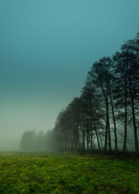 Foggy Forest