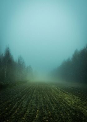 Misty Morning Field