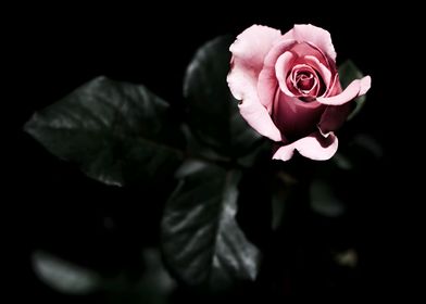 Pink Rose