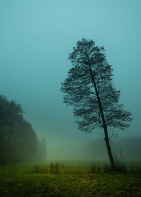 Lonely Tree in Mist