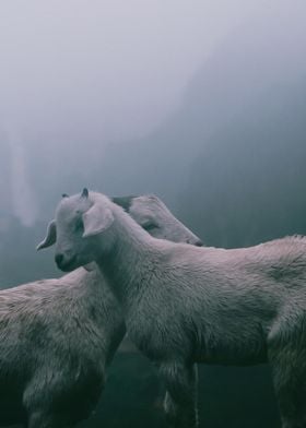 Mountain goat couple