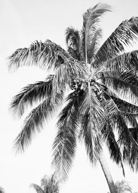 Paradise Palm Tree 3