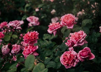 Pink Rose Bush