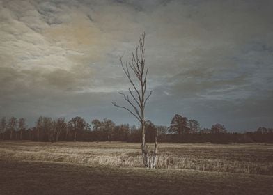 Lonely Tree at Dusk