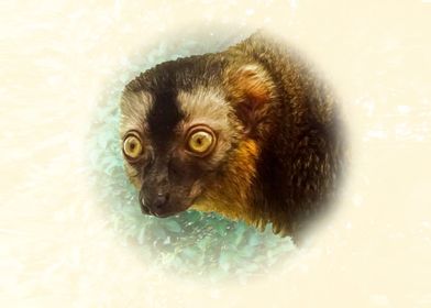 Brown lemur