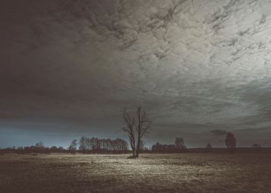 Illuminated Lone Tree