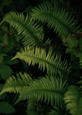 Ferns