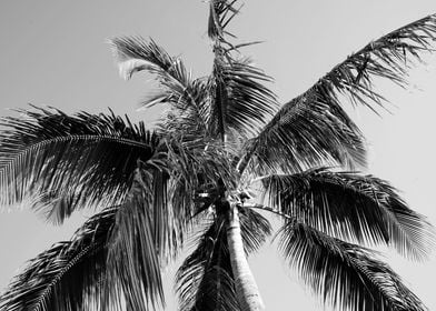 Paradise Palm Tree 4