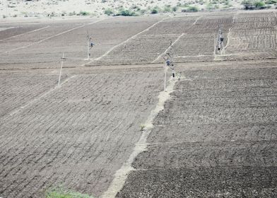 Agriculture field