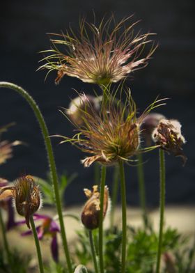 Pulsatilla flowers