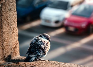 Reveil du Pigeon