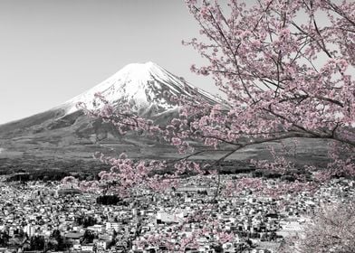 Mount Fuji cherry blossom 