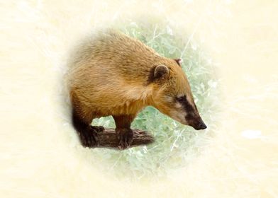 Coati