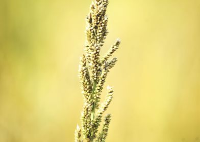 Millets Bajra crop field