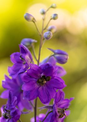 Purple delphinium flowers