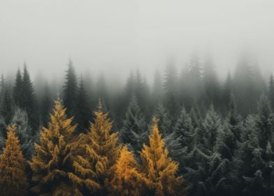 Forest in the fog Nature