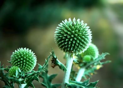 Echinops Bannaticus