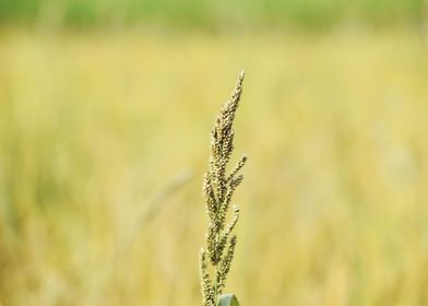 Millets Bajra crop field