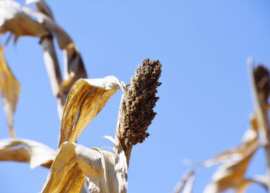 Millets Bajra crop field