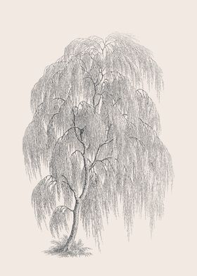 Willow Tree Sketch 01