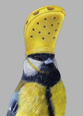 Great tit in crocs