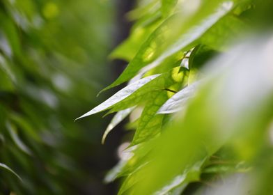 Cultivation of betel leaf