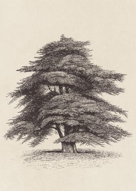 Cedar of Lebanon Tree 01