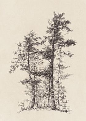 Long leaf Pine Tree Sketch