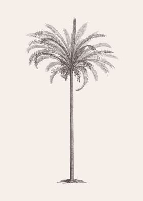 Palm Tree Sketch 04