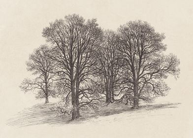 Winter Trees Sketch