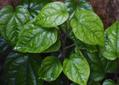 Cultivation of betel leaf