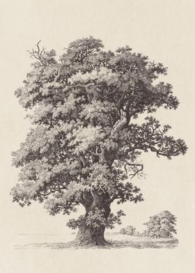 Black Oak Tree Sketch