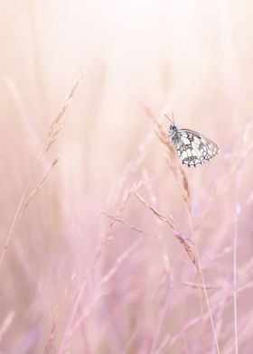 White and gray butterfly 