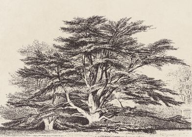 Cedar of Lebanon Tree 02