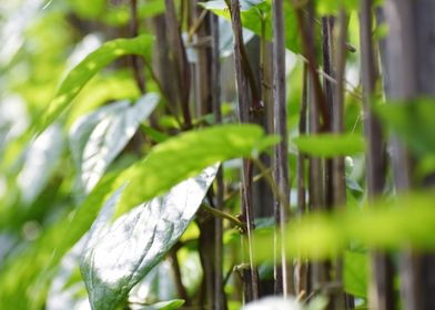 Cultivation of betel leaf