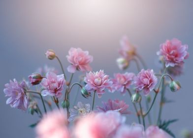 Pink geranium flowers