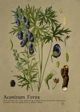 Aconitum Ferox