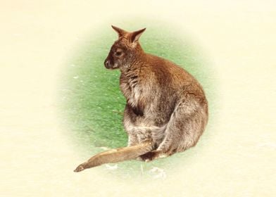 Kangaroo