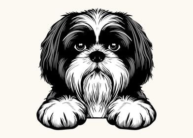 Shih Tzu